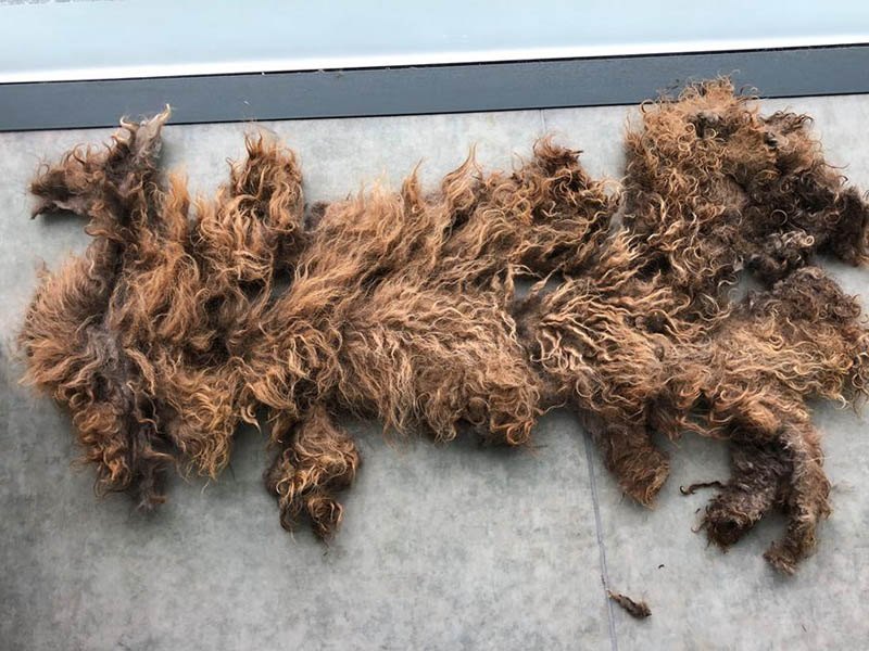 peluqueria de perros en medina sidonia
