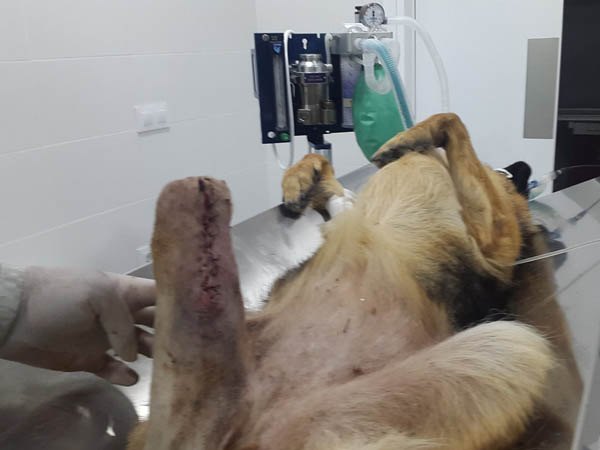 atencion veterinaria de urgencias veinticuatro horas en medina sidonia y alrededores