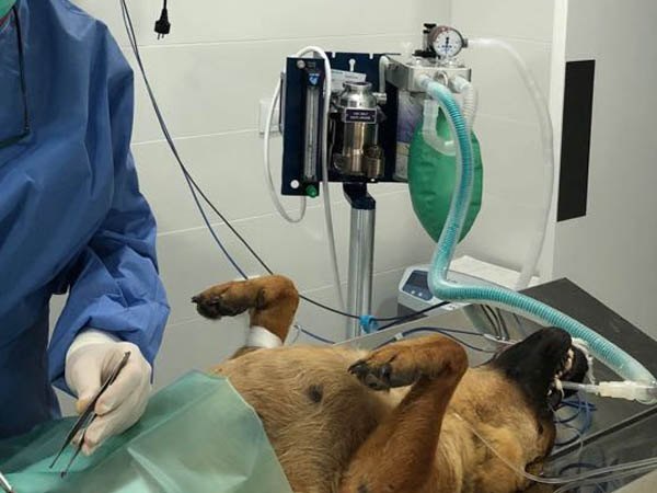 veterinarios en medina sidonia anestesia inhalatoria para perros y gatos