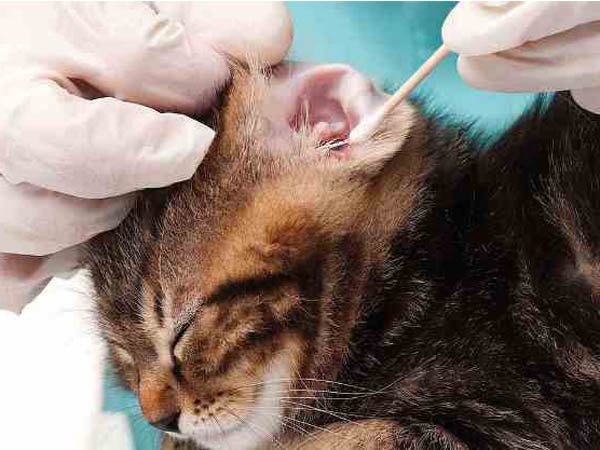 limpieza dental para perros y gatos en medina sidonia
