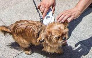 identificacion microchip y documentacion perros y gatos veterinarios en medina sidonia