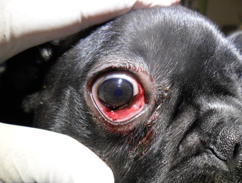 cirugia ocular para mascotas en Medina Sidonia, Alcalá de los Gazules, Paterna de Rivera, Los Badalejos, Los Naveros, Benalup