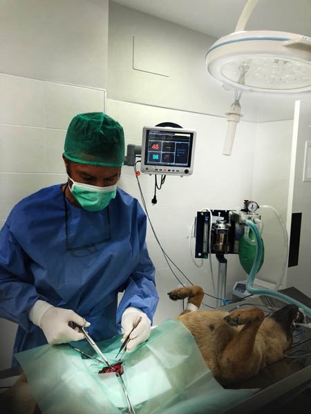 veterinarios en medina sidonia cirugia veterinaria